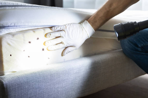 Best Ant Control Services  in Minneapolis, KS